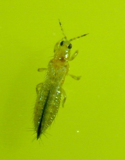 WFT female on trap. Image copyright ADAS Horticulture.